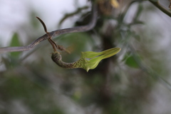 Ceropegia juncea